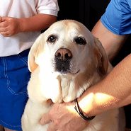 Sadie, Mascot Emeritus.
